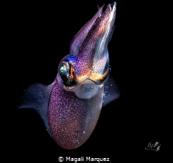Caribbean Squid 
Bonfire dive by Magali Marquez 
